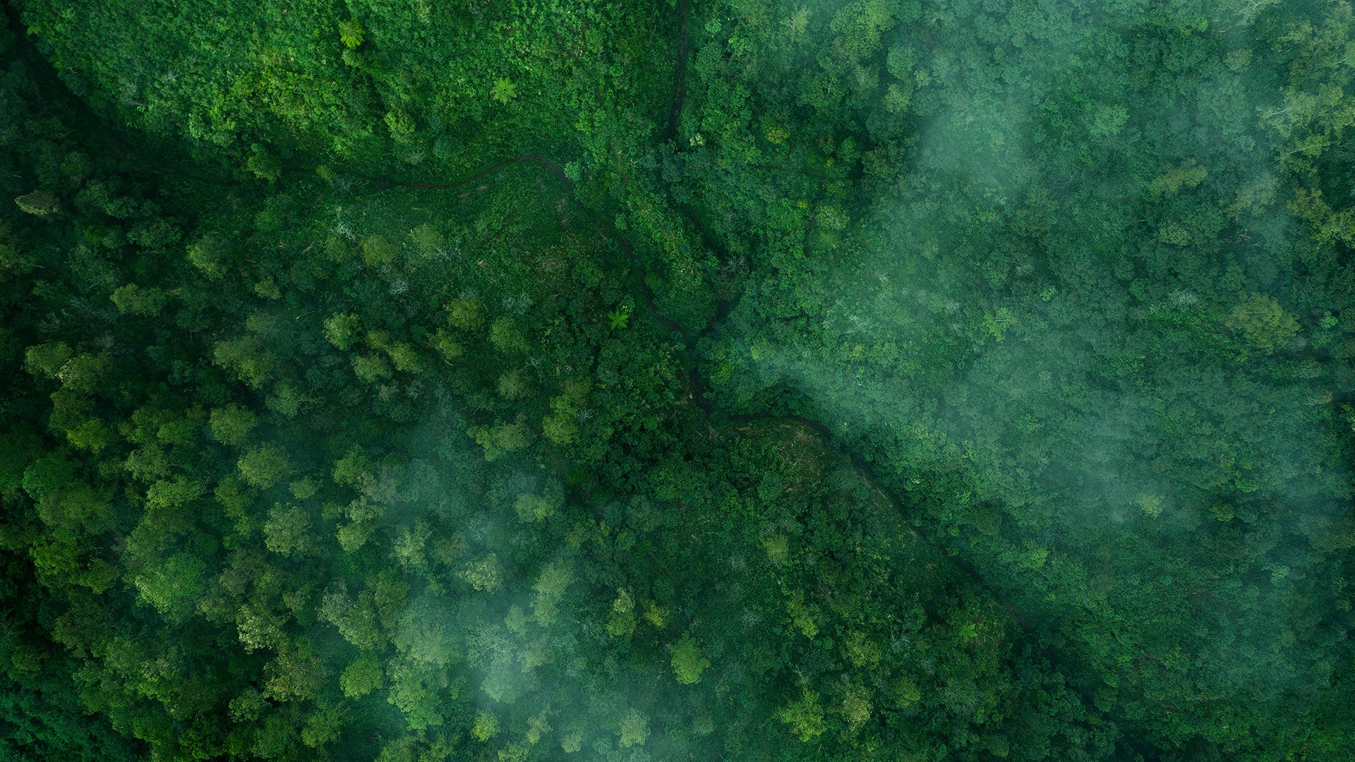 forest-from-above.jpg