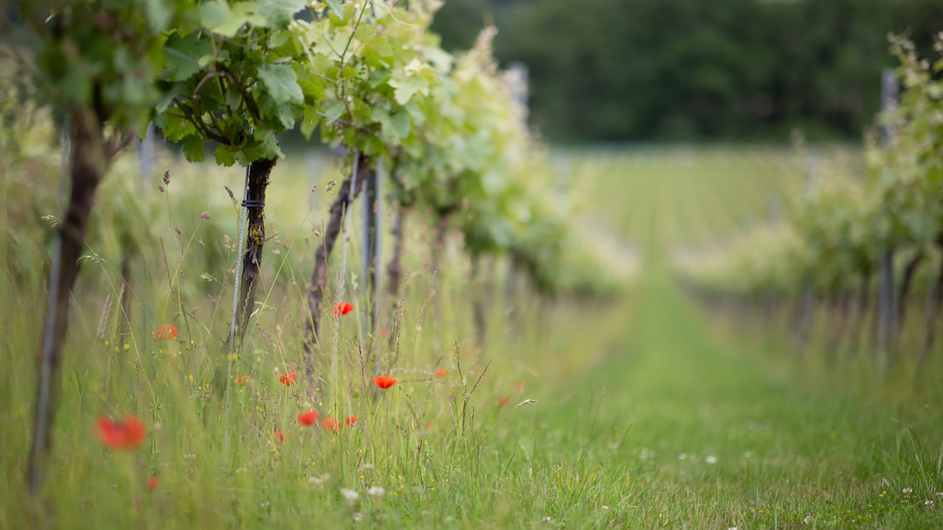 Albury-vineyard-web.jpg