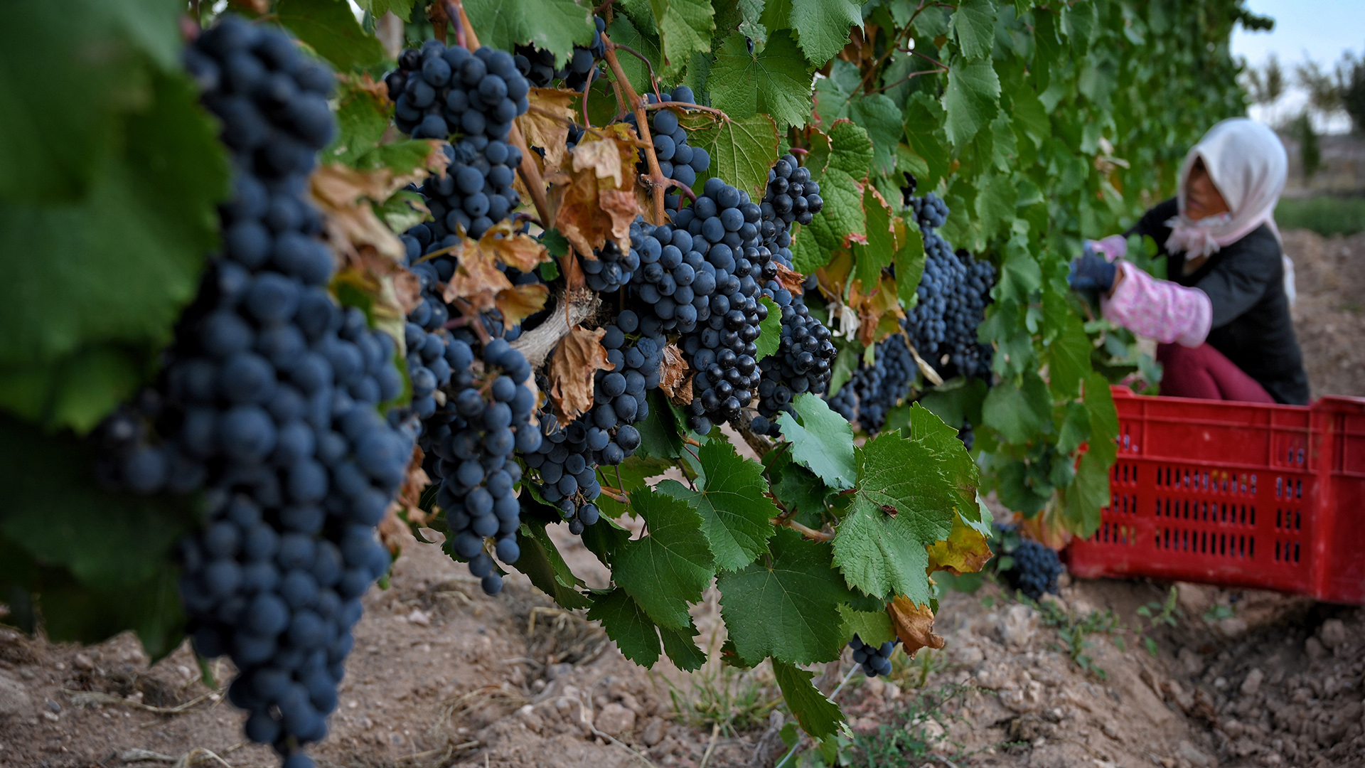 a-woman-collecting-grapes