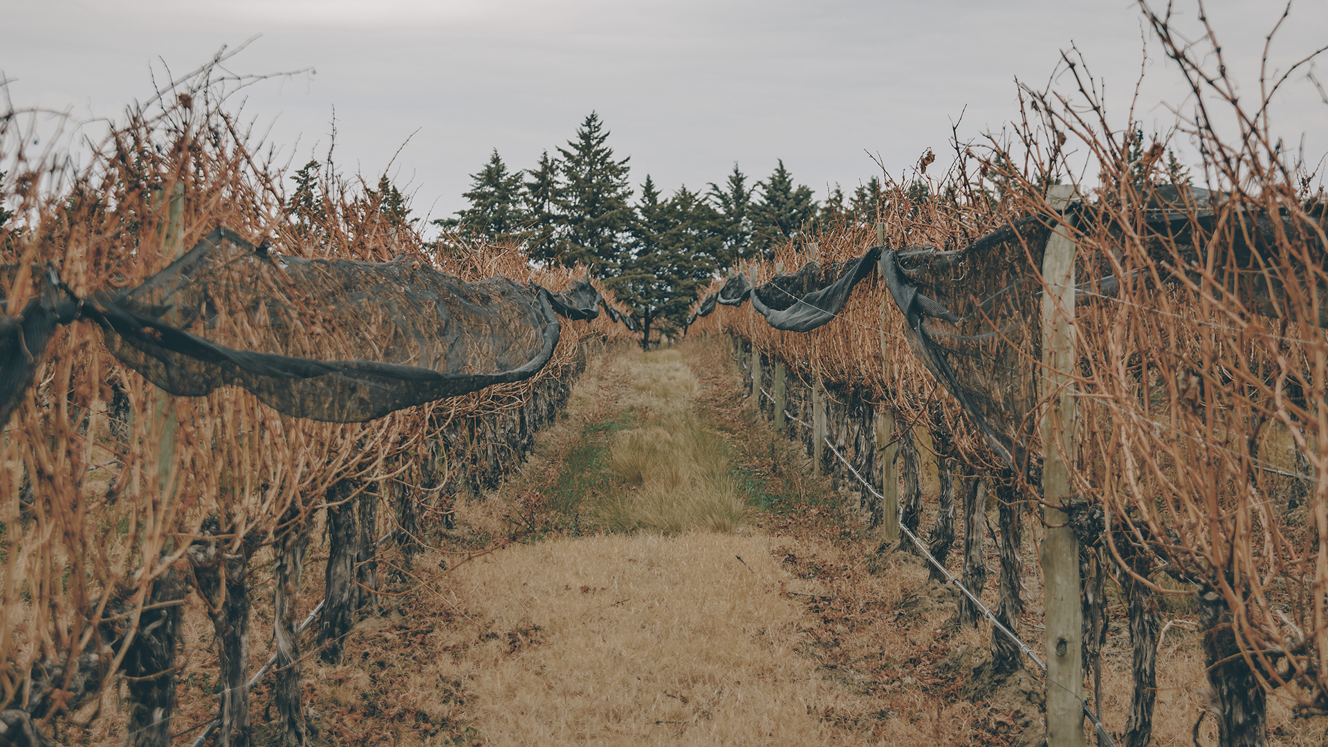 Andeluna wine growing area