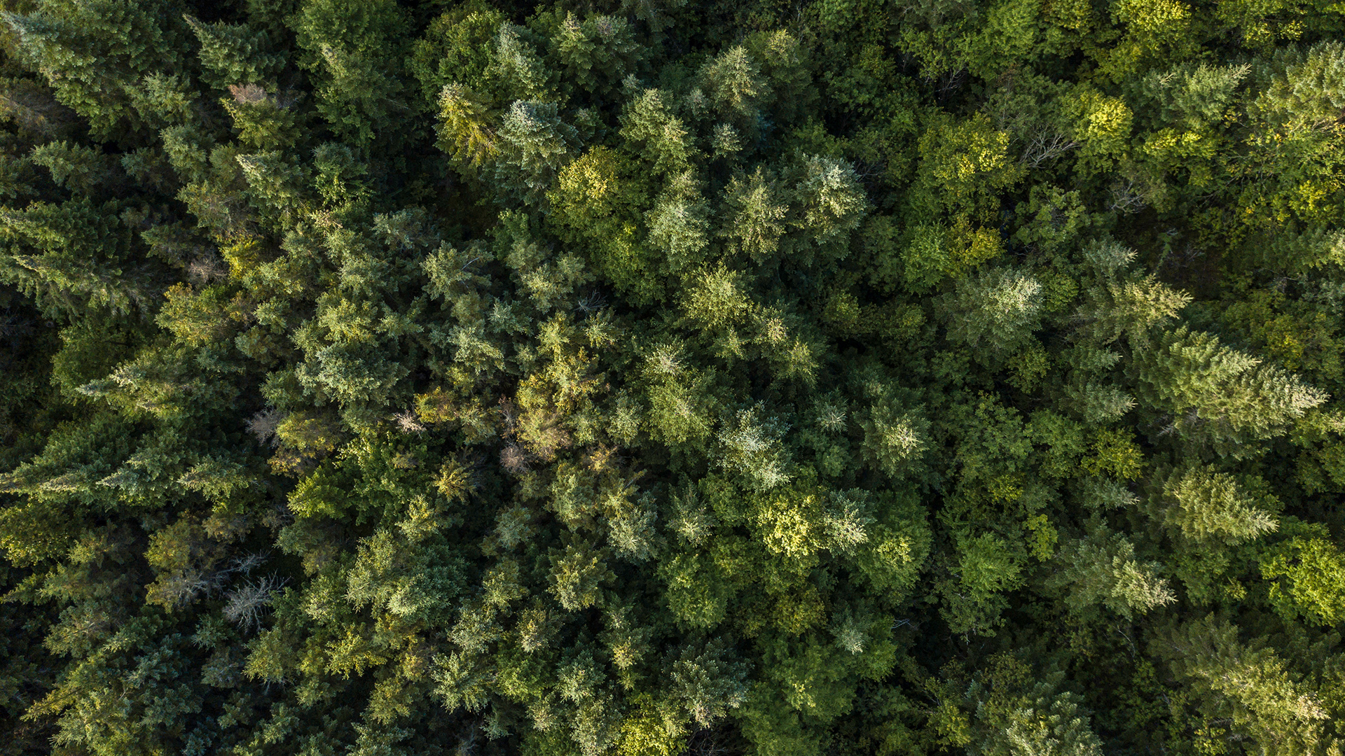 upm-raflatac-forest.jpg