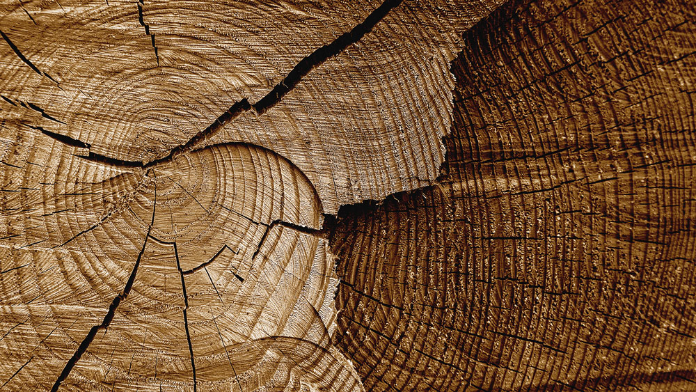 upmr-sustainability-wood-close-up1000px.jpg